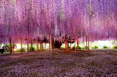 多年生花卉花期长，多年生宿根花卉地栽花期长