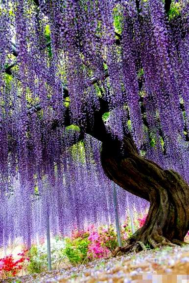 多年生花卉花期长，多年生宿根花卉地栽花期长