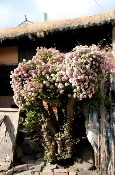 多年生花卉花期长，多年生宿根花卉地栽花期长