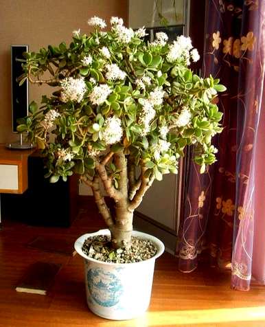 多年生花卉花期长，多年生宿根花卉地栽花期长
