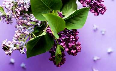 丁香花盆栽方法，如何种植丁香花盆栽