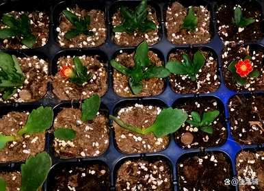 长寿花什么时候扦插最好？一盆种几棵长寿花最好