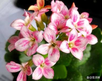长寿花什么时候扦插最好？一盆种几棵长寿花最好