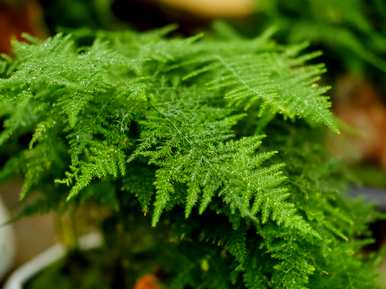 水生植物的名字是什么？