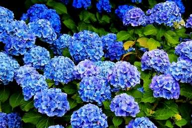 绣球花白有毒吗？绣球花有毒吗？能养吗？