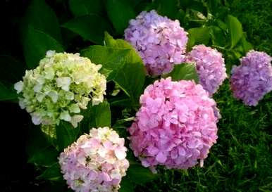 绣球花白有毒吗？绣球花有毒吗？能养吗？