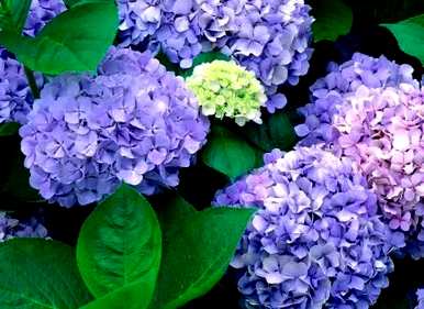 绣球花白有毒吗？绣球花有毒吗？能养吗？