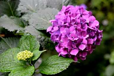 绣球花白有毒吗？绣球花有毒吗？能养吗？