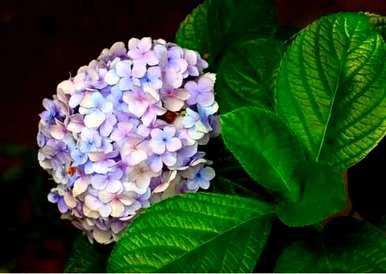 绣球花白有毒吗？绣球花有毒吗？能养吗？