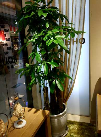 室内植物盆景十大排名，室内盆景十大禁忌