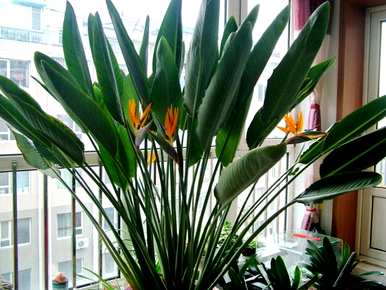 室内植物盆景十大排名，室内盆景十大禁忌