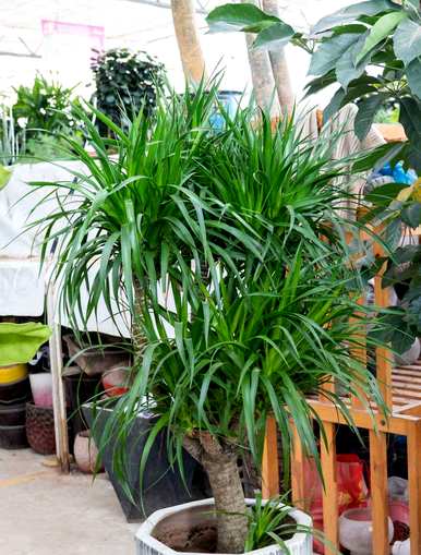 室内植物盆景十大排名，室内盆景十大禁忌