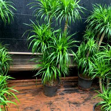 室内植物盆景十大排名，室内盆景十大禁忌