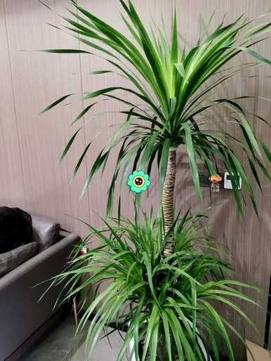 室内植物盆景十大排名，室内盆景十大禁忌