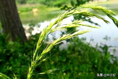 多年生牧草有哪些品种，多年生牧草有哪些品种？