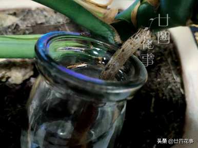 龟背竹怎么养得粗壮，水培龟背竹养得粗壮