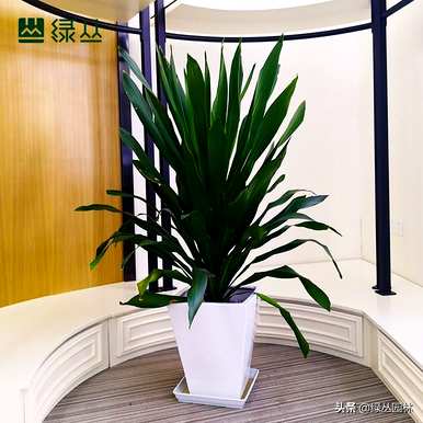 也门铁花语，也门铁花语是什么意思？