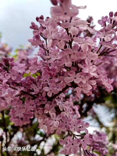 丁香花在什么季节开花？丁香花一年开花几次