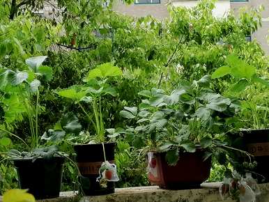 草莓种子种植方法、草莓玉米种子种植方法