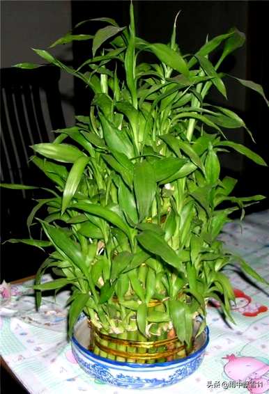 小富贵竹节节高怎么养，节节高怎么养？