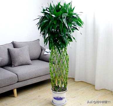 小富贵竹节节高怎么养，节节高怎么养？