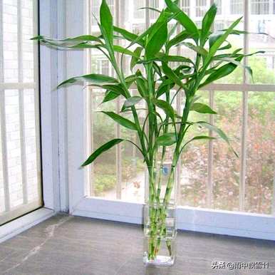 小富贵竹节节高怎么养，节节高怎么养？