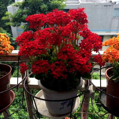 羽叶长寿花有哪些品种，长寿花有哪些品种？