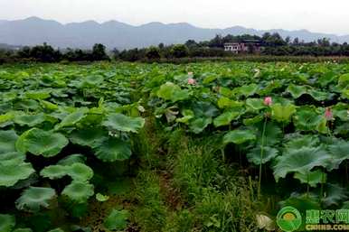 四川莲藕种植基地，莲藕何时种植