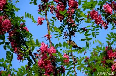 何时移栽香花槐，移栽香花槐发芽多久？