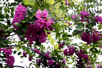 何时移栽香花槐，移栽香花槐发芽多久？
