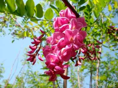 何时移栽香花槐，移栽香花槐发芽多久？