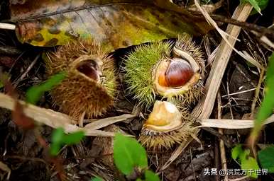 植物播种方法有哪些，清香木种子播种方法有哪些？