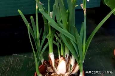 秋冬开什么花，冬天开什么花？