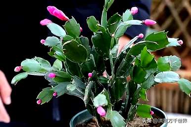 秋冬开什么花，冬天开什么花？
