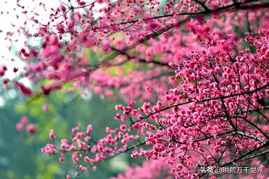 秋冬开什么花，冬天开什么花？