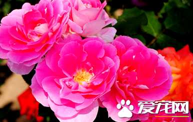 月季花几月开花，四季开花