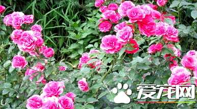 月季花几月开花，四季开花