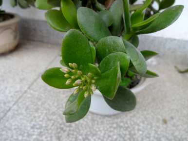 燕子掌浇水多久，燕子掌花浇水多久？