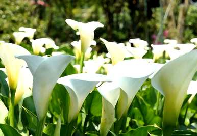 马蹄莲能放在室内吗？马蹄莲能放在室内吗？花有毒吗？