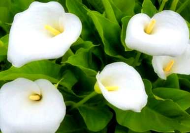 马蹄莲能放在室内吗？马蹄莲能放在室内吗？花有毒吗？