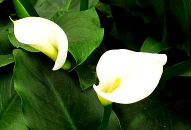 马蹄莲能放在室内吗？马蹄莲能放在室内吗？花有毒吗？
