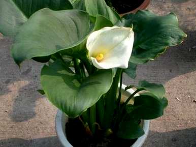 马蹄莲能放在室内吗？马蹄莲能放在室内吗？花有毒吗？