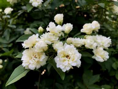 木香花有多少种颜色？木香花怎么种？