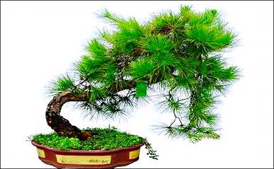 蓬莱松的意义，蓬莱松的意义和象征是什么？