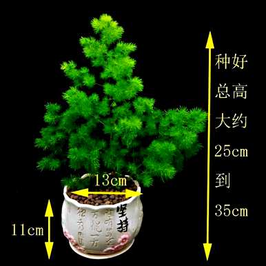 蓬莱松的意义，蓬莱松的意义和象征是什么？