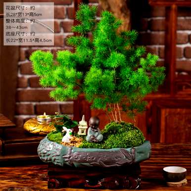 蓬莱松的意义，蓬莱松的意义和象征是什么？