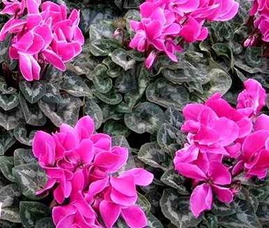 仙客来球体开花需要多长时间？仙客来花的种植方法是什么？