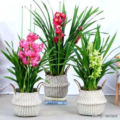 大花惠兰叶背面有白点，大花惠兰适合家里养吗？