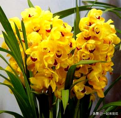 大花惠兰叶背面有白点，大花惠兰适合家里养吗？