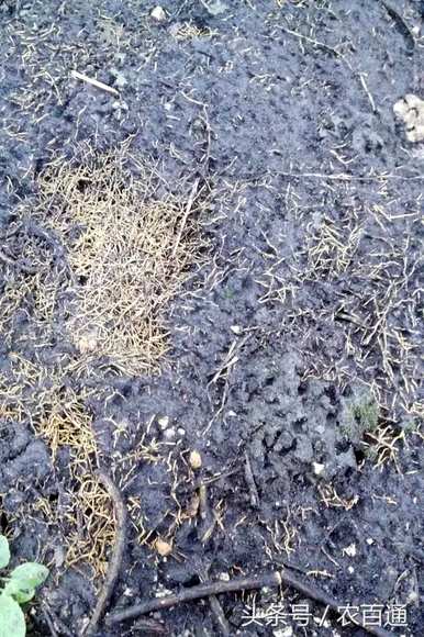 爬黄瓜种植技术，如何种植黄瓜？